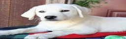 Labrador Retriever dogs for sale: Sugar - Champion line - Ad 2