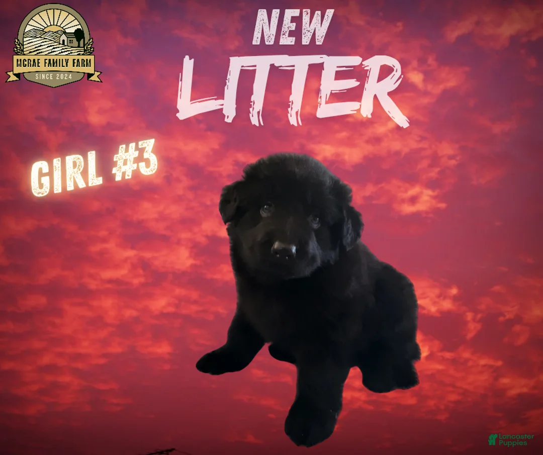 German Shepherd dogs for sale: German Shepherd Puppy 7 - Ad 1