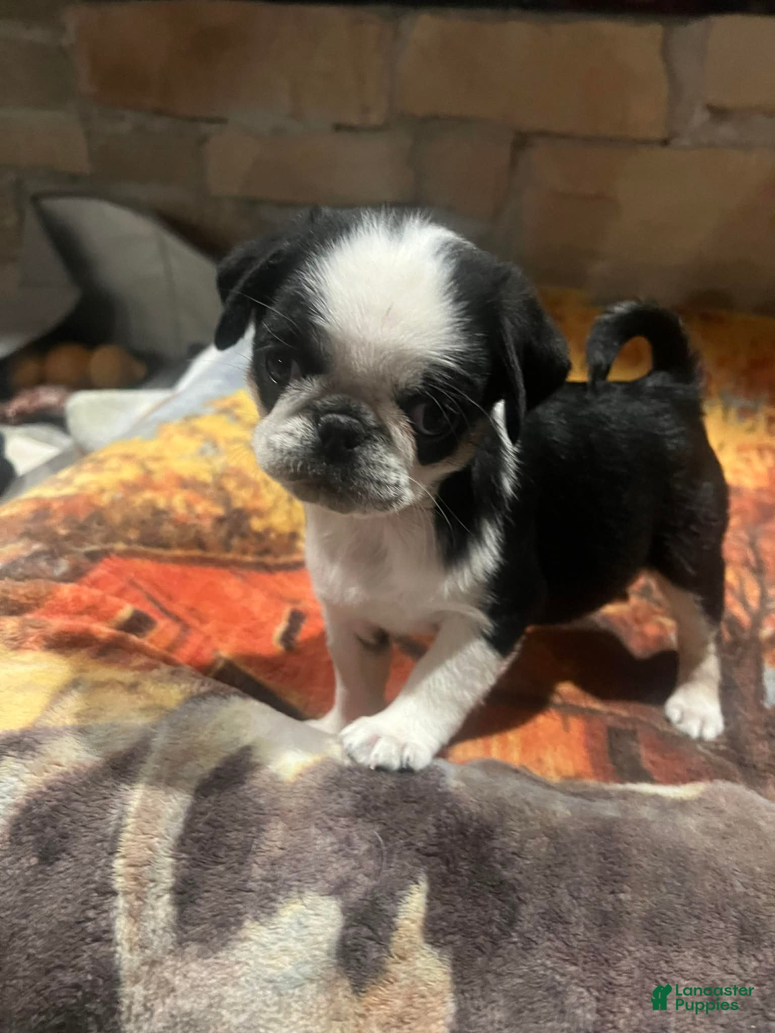 Pug dogs Pixie  - Ad 36