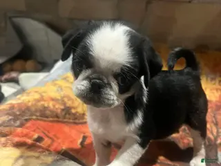 Pug dogs Pixie - Ad 36