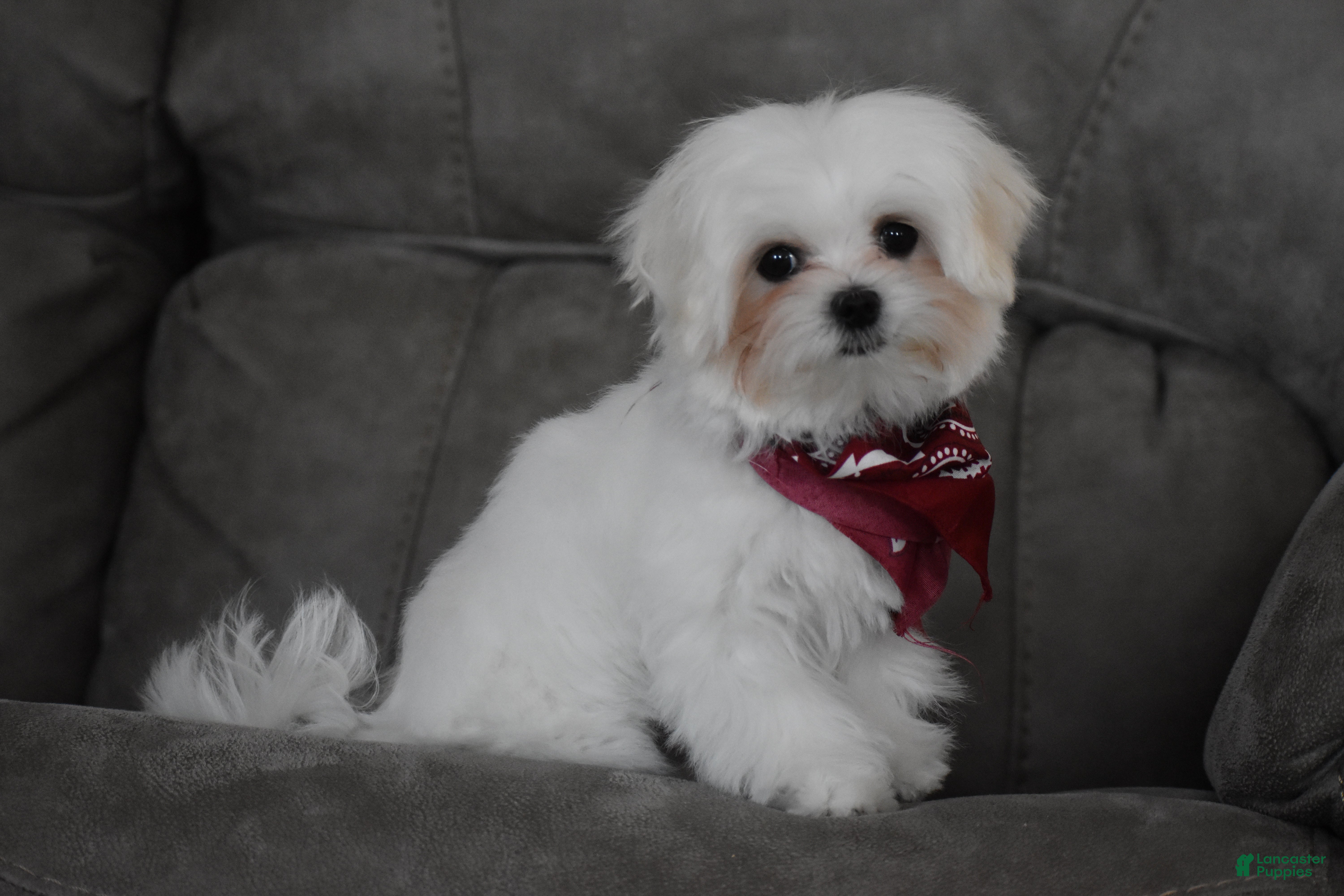 Maltese dogs Toby - Ad 2