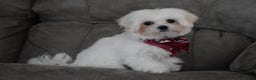 Maltese dogs for sale: Toby - Ad 1