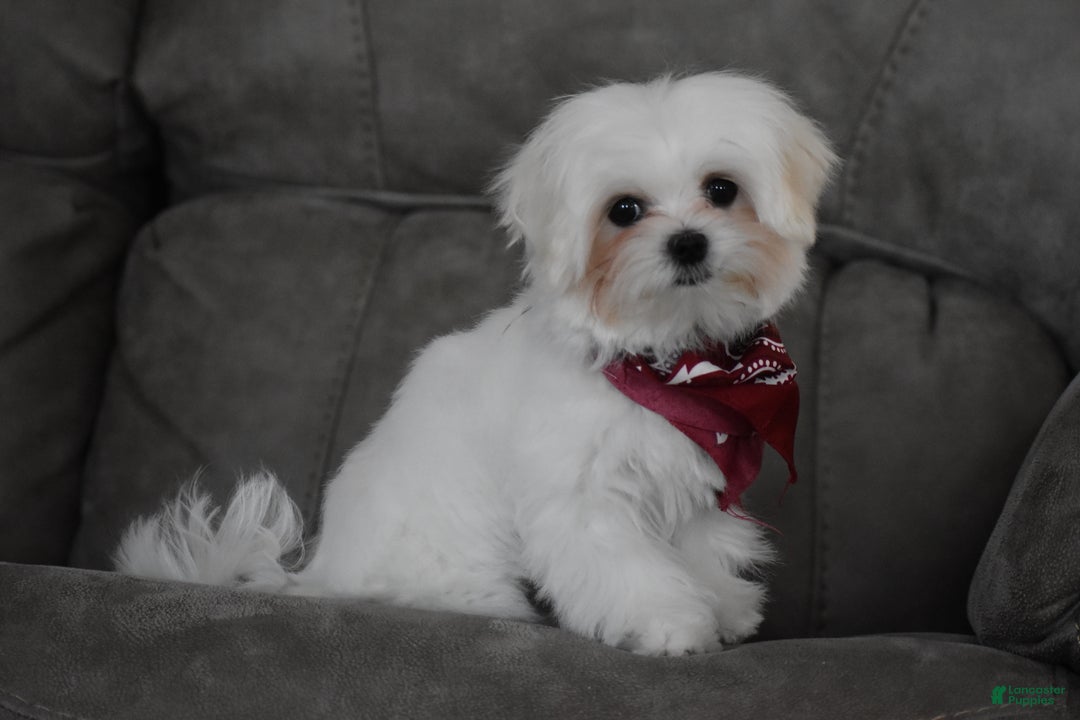 Maltese dogs for sale: Toby - Ad 1