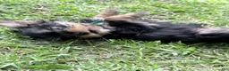 Yorkshire Terrier dogs for sale: Pookie - Ad 3