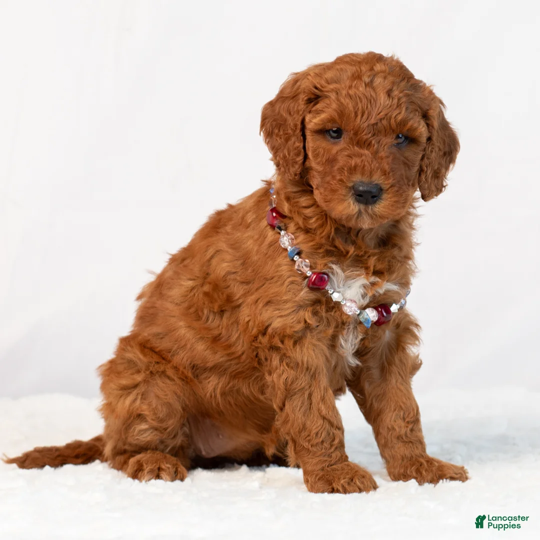 Mini Goldendoodle dogs for sale: Bonnie - Ad 1