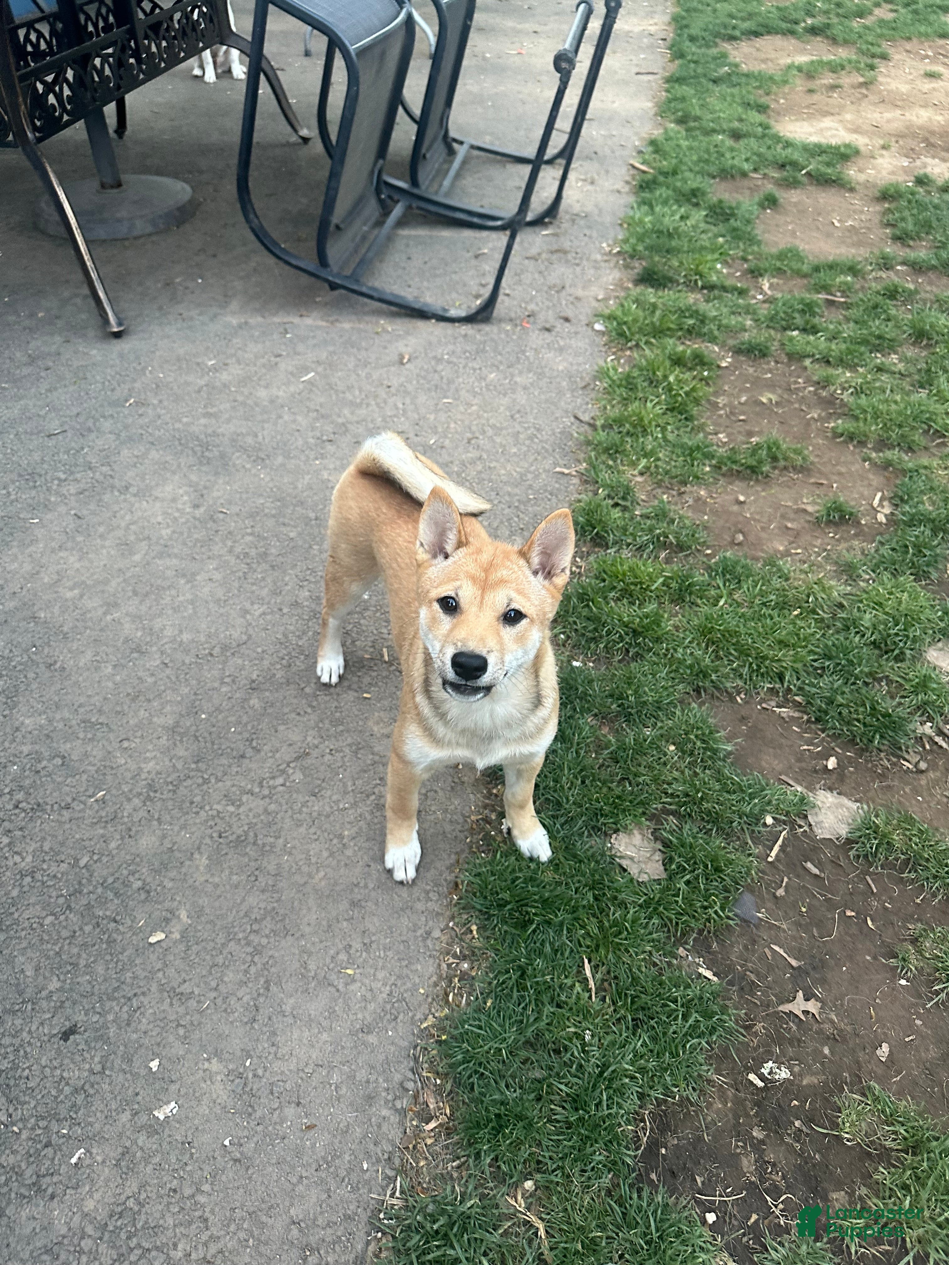 Shiba Inu dogs Odessa - Ad 1