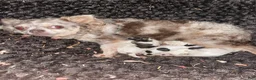 Chihuahua dogs for sale: Chihuahua 4 - Ad 6
