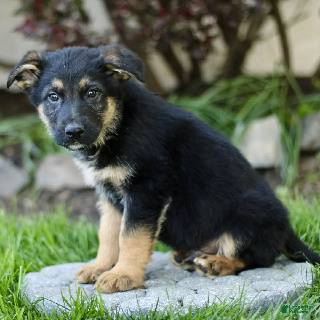 Mixed Breed dogs for sale: Orin  - Ad 2
