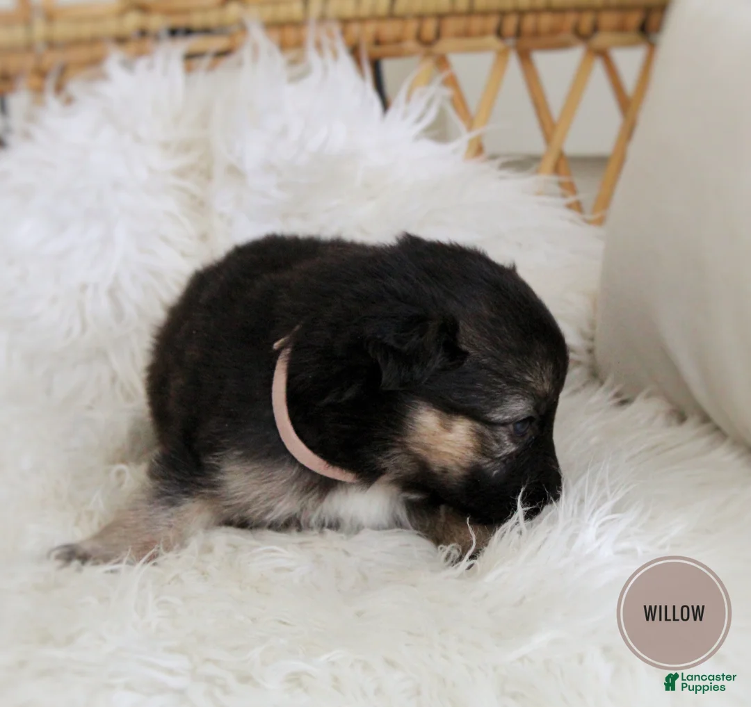 Mixed Breed dogs for sale: Willow  - Ad 3