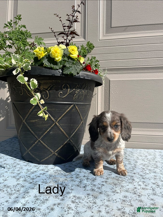 Miniature Dachshund dogs for sale: Lady - Ad 1