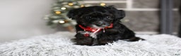 Yorkiepoo dogs for sale: Tinkerbelle - Ad 6