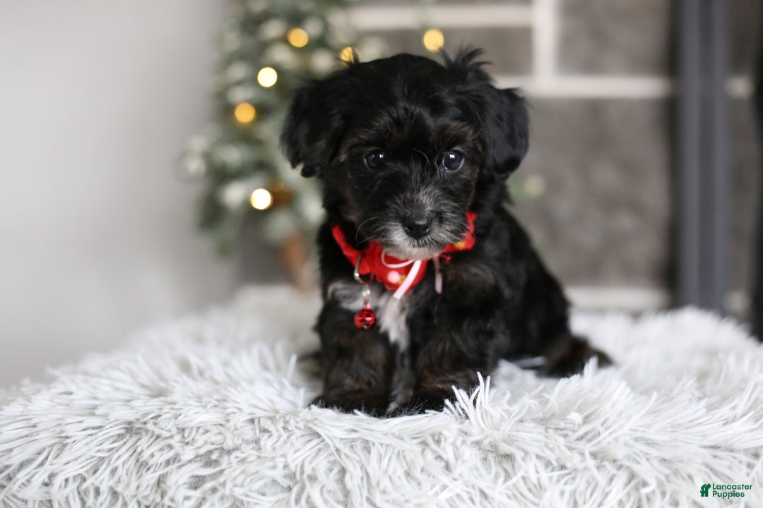 Yorkiepoo dogs for sale: Tinkerbelle - Ad 6