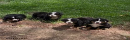 Bernese Mountain Dog dogs for sale: Chase - Ad 5