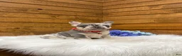 French Bulldog dogs for sale: Jace - Ad 14