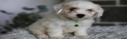 Maltipoo dogs for sale: Frankie - Ad 13