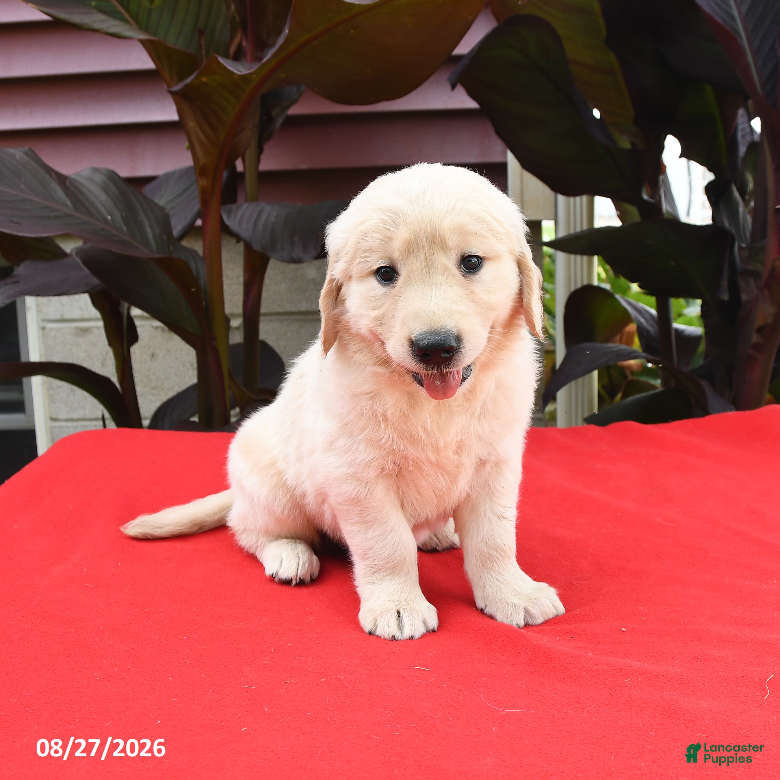 Golden Retriever dogs Caleb - Ad 1