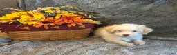 Shihpoo dogs for sale: Kevin - Ad 4