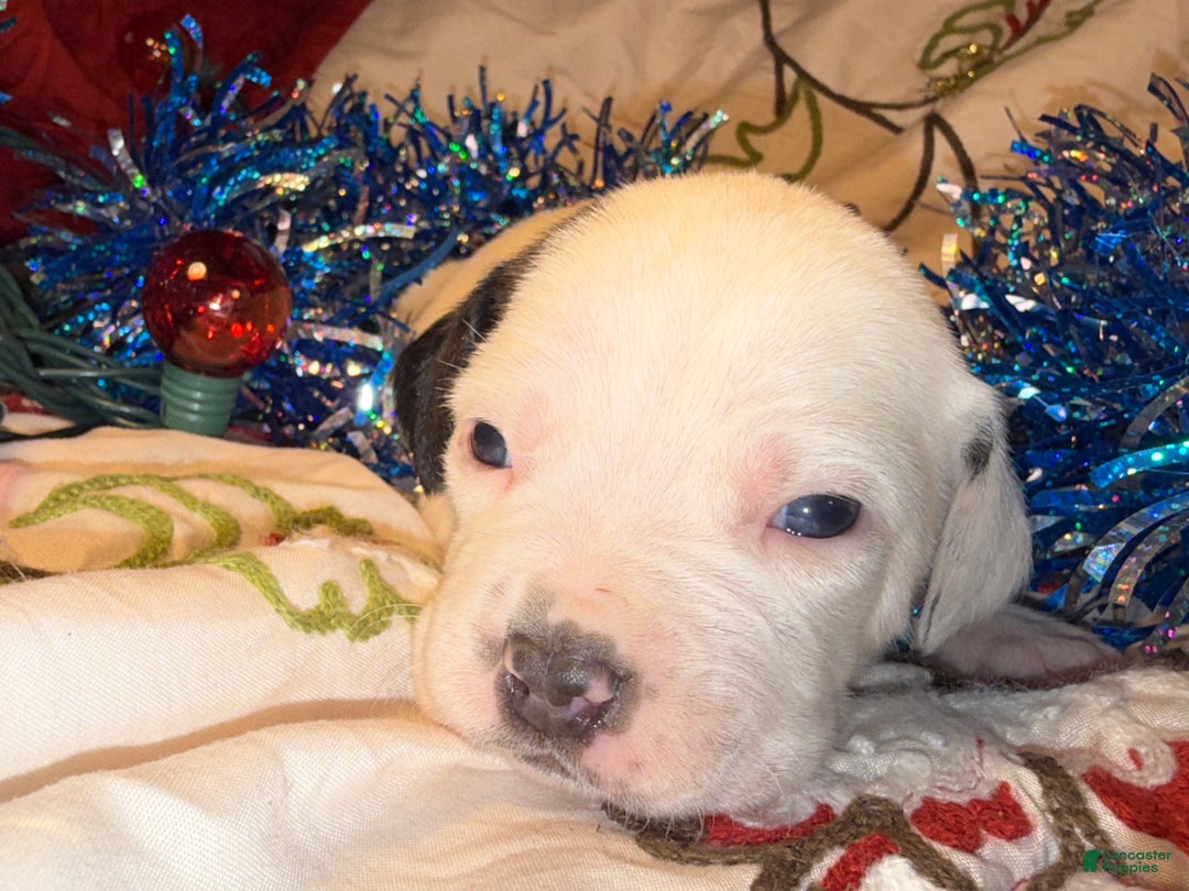 Mixed Breed dogs for sale: Coltonball - Ad 5