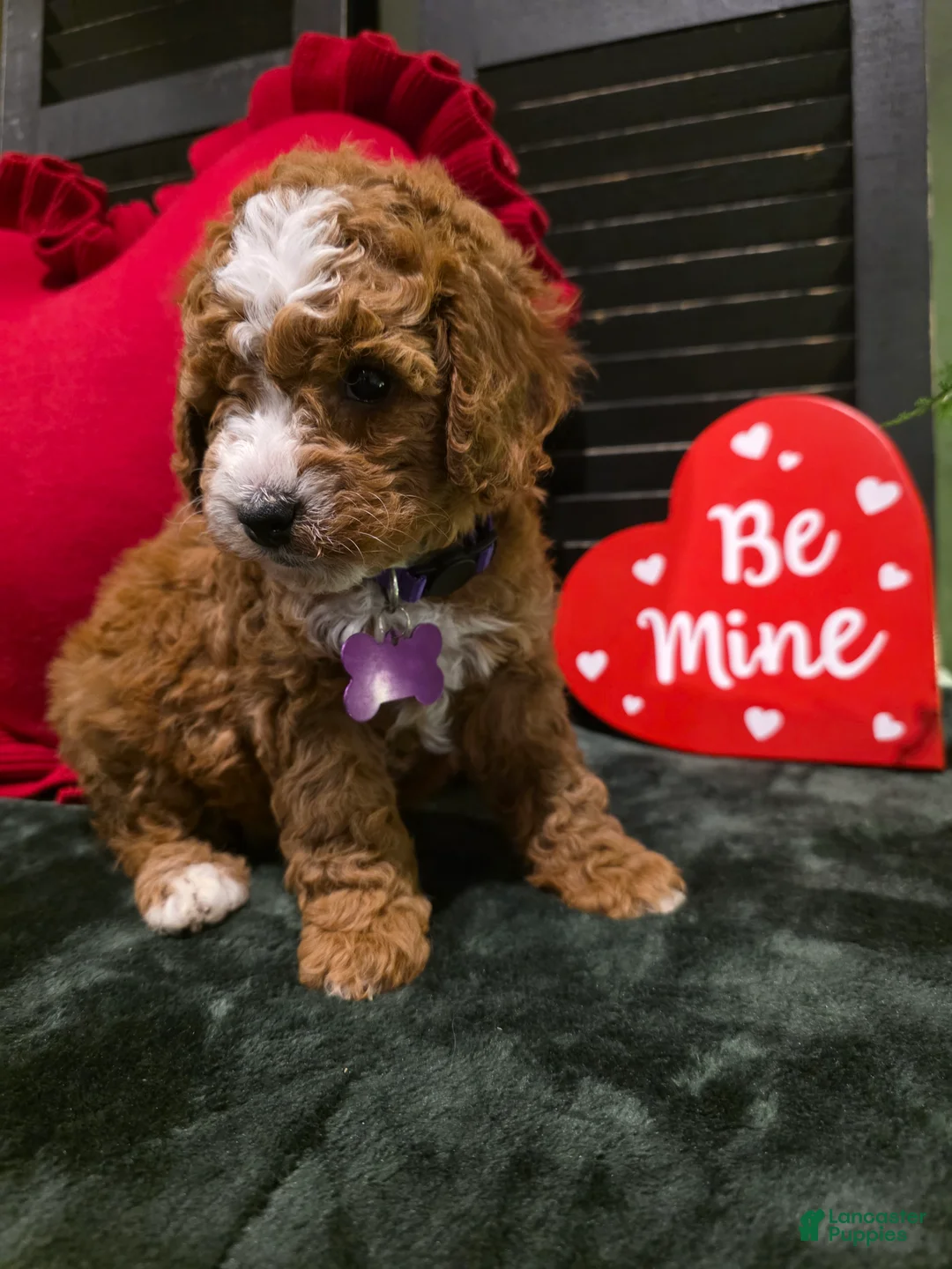 Mini Bernedoodle dogs for sale: Star - Ad 11