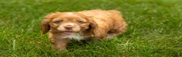 Cocker Spaniel dogs for sale: Oliver  - Ad 5