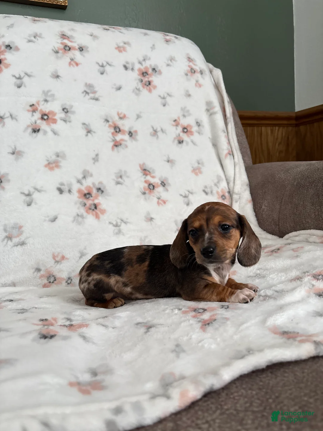 Miniature Dachshund dogs for sale: Miniature Dachshund Puppy 3 - Ad 9