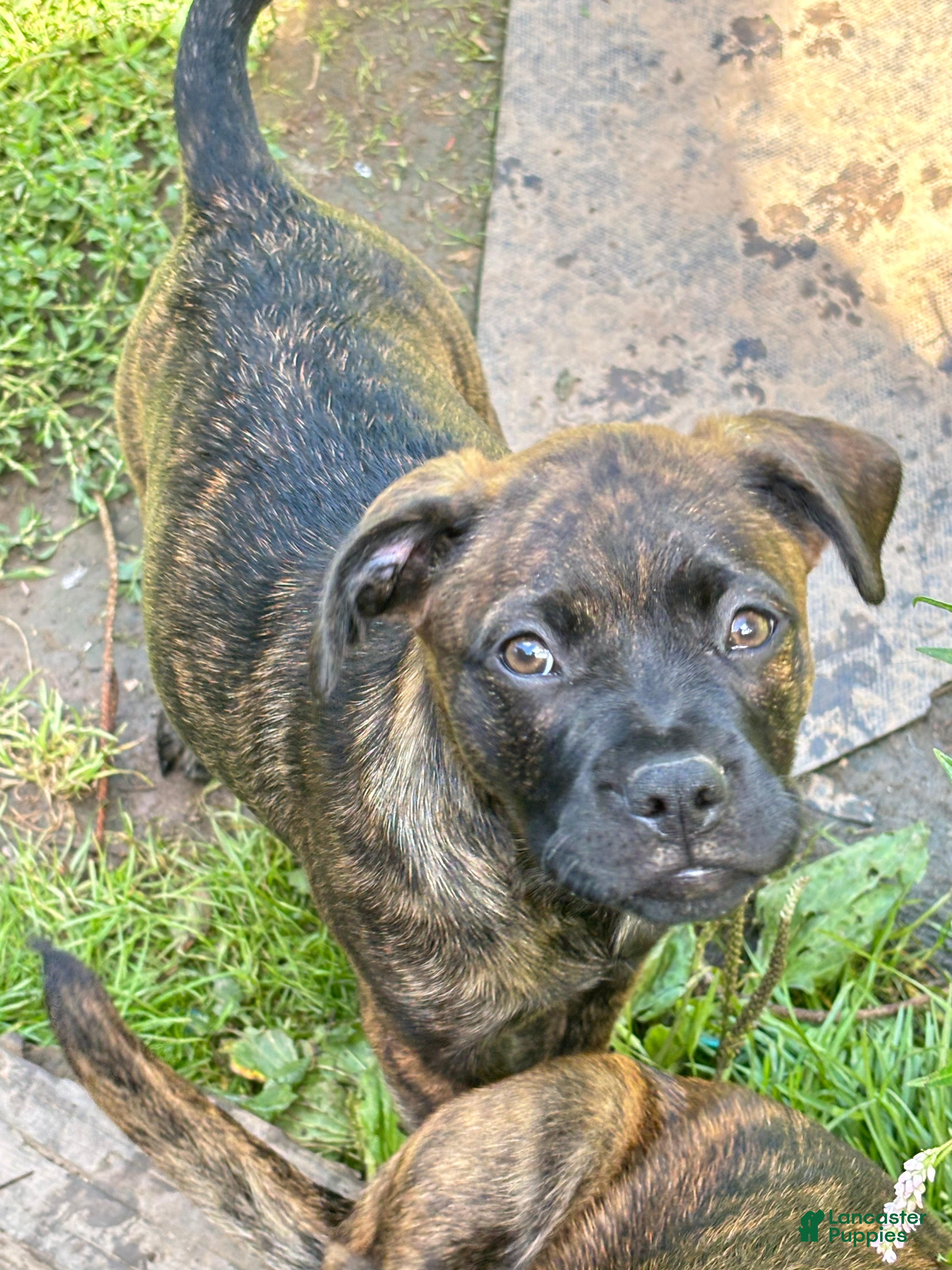 Mixed Breed dogs for sale: Brynn - Ad 4