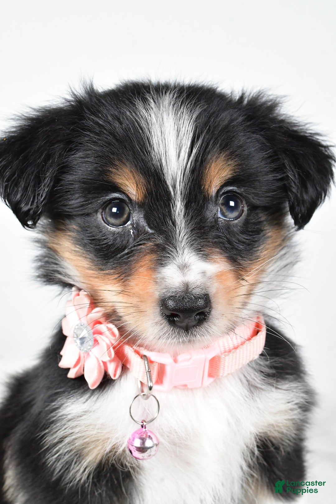 Miniature Australian Shepherd dogs for sale: Jean - Ad 8