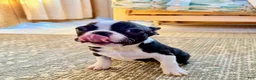 Boston Terrier dogs for sale: Boston Terrier Puppy 1 - Ad 6