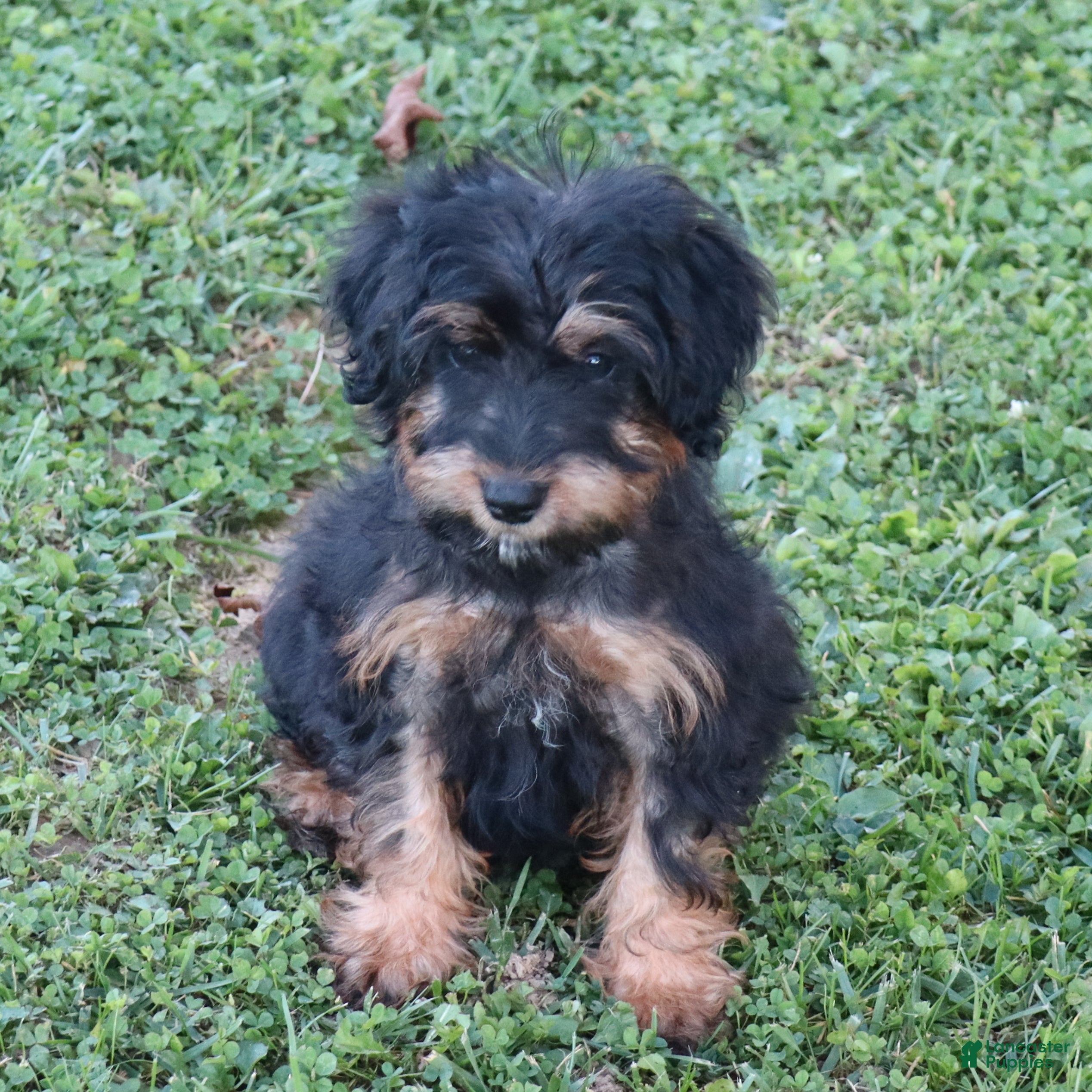 Mini Goldendoodle dogs Chase - Ad 2