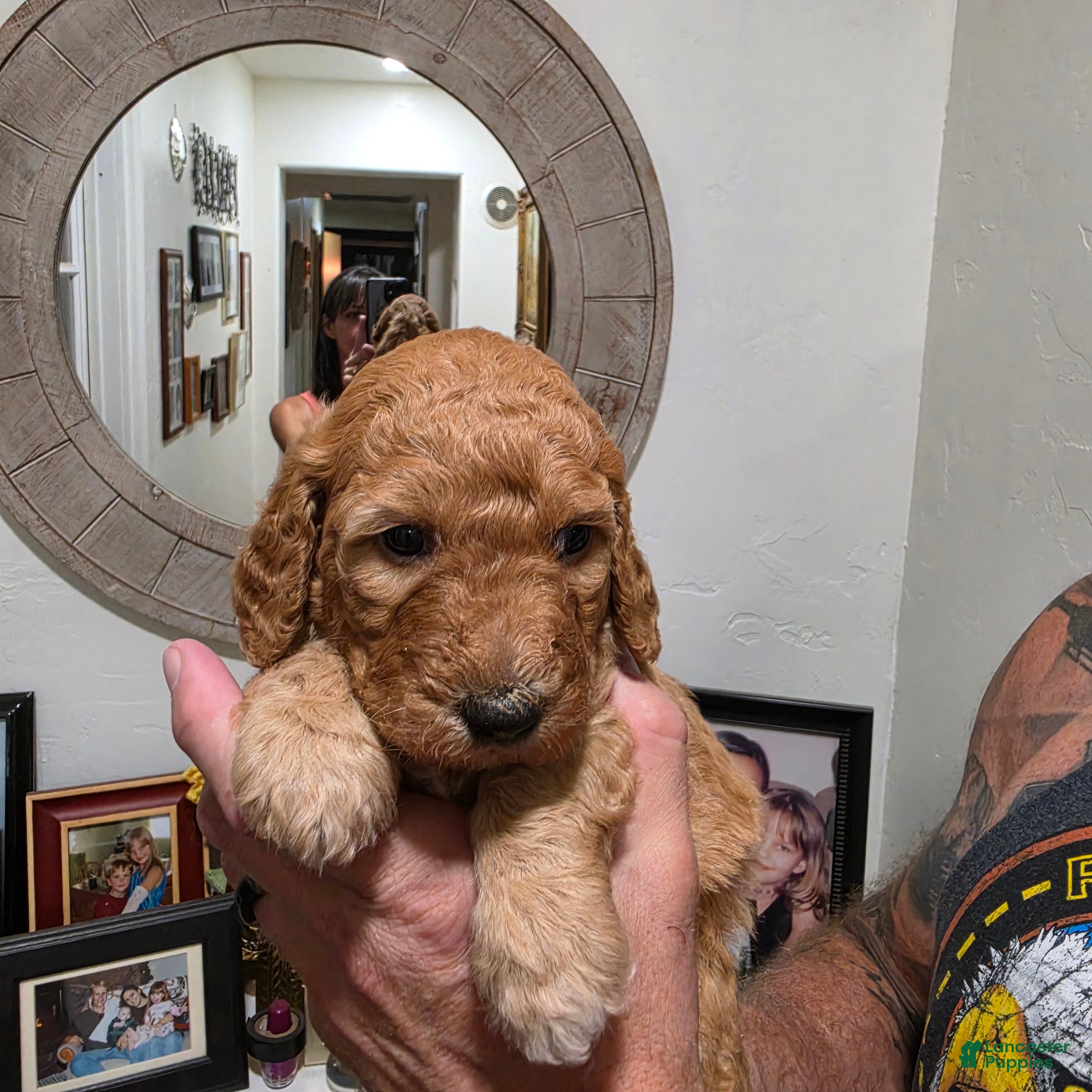 Mini Goldendoodle dogs Mini Goldendoodle 3 "Maple" pending  - Ad 1