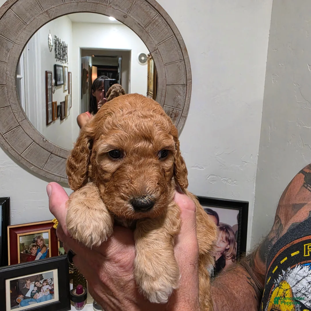 Mini Goldendoodle dogs for sale: Mini Goldendoodle 3 "Maple" pending  - Ad 1