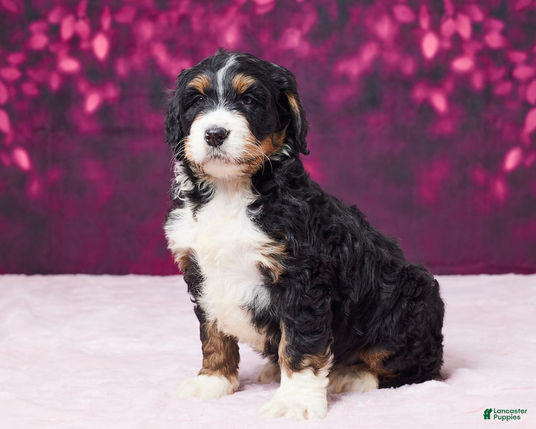 Bernedoodle dogs for sale: Gina - Ad 1