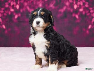 Bernedoodle dogs Gina - Ad 28