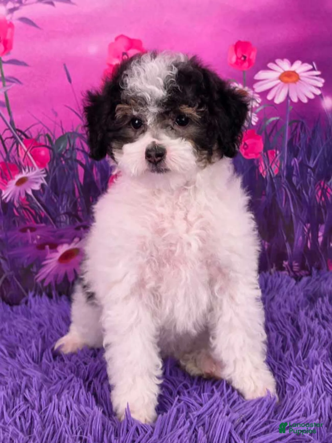 Miniature Poodle dogs for sale: Confetti - Ad 1