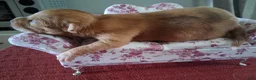 Chihuahua dogs for sale: Makenna - Ad 2