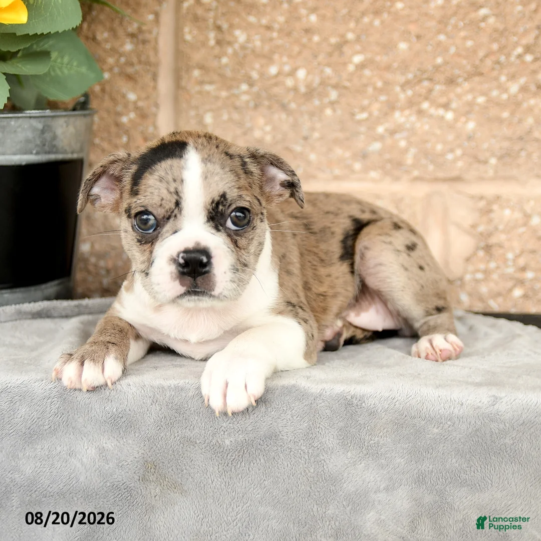 Boston Terrier dogs for sale: Monica - Ad 3