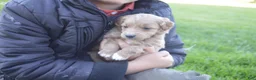 Mini Goldendoodle dogs for sale: Midge - Ad 4