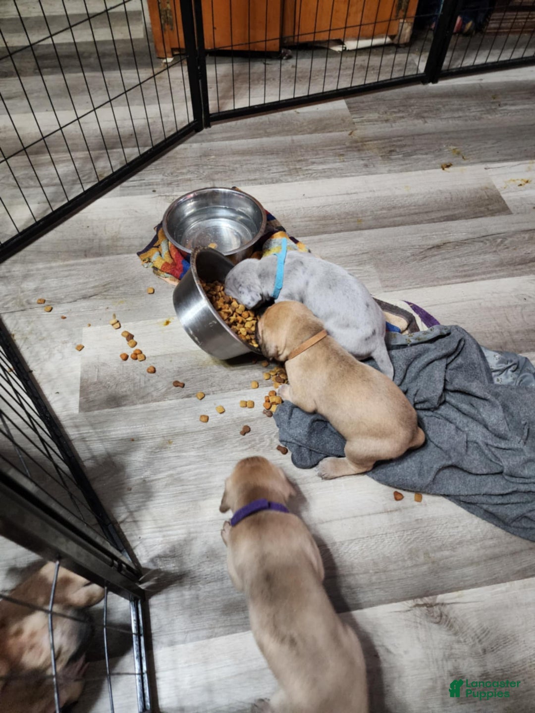 Great Dane dogs for sale: Prince Charming - Ad 5