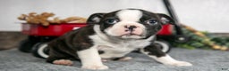 Boston Terrier dogs for sale: Lenny - Ad 3
