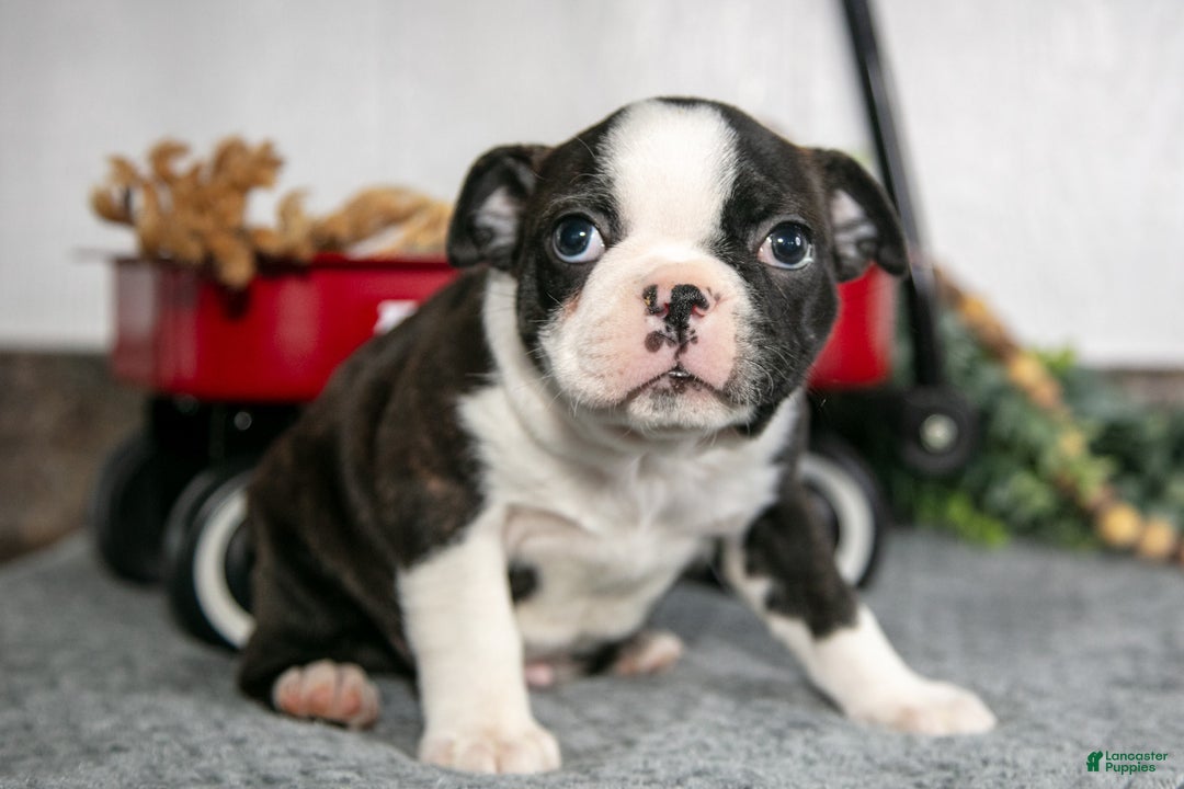 Boston Terrier dogs for sale: Lenny - Ad 3