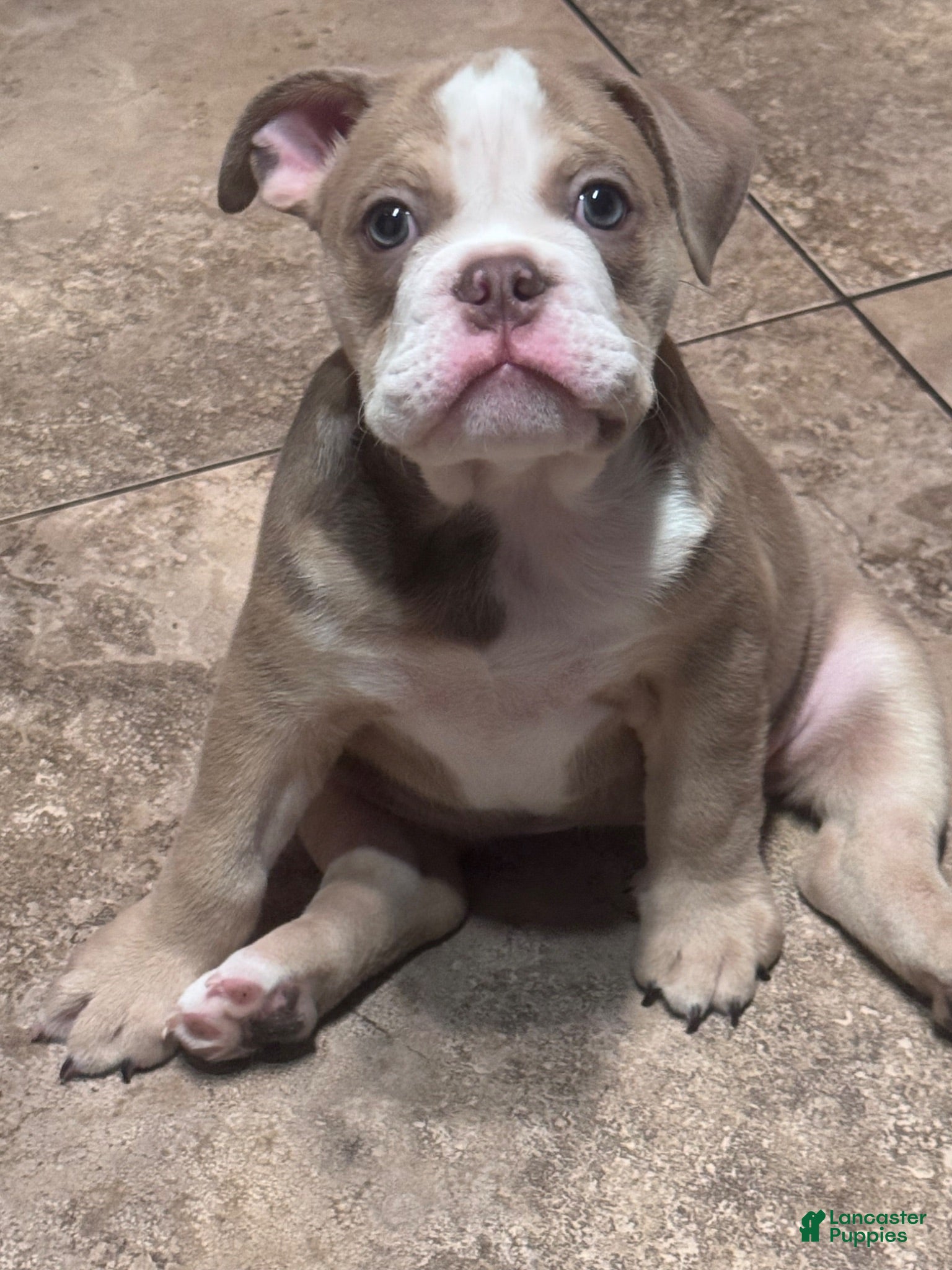 English Bulldog dogs Zia  - Ad 10