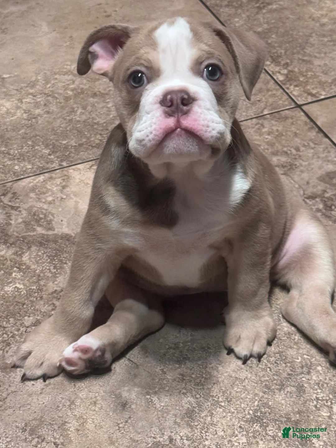 English Bulldog dogs for sale: Zia  - Ad 1
