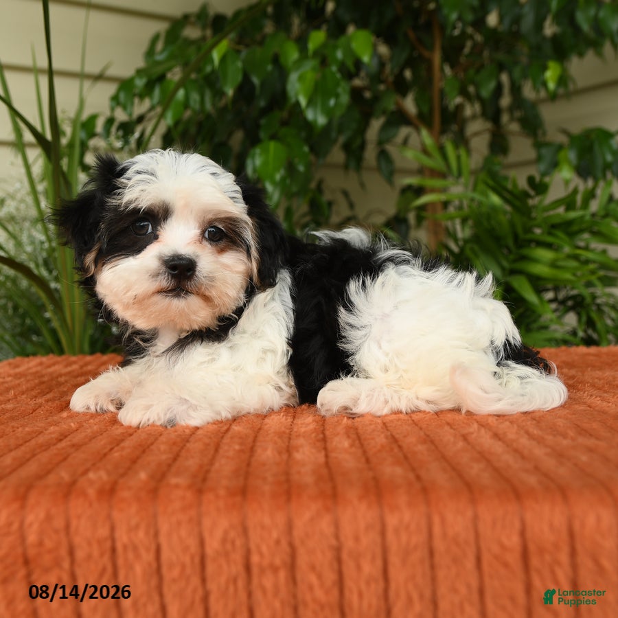 Malshi dogs Megan - Ad 2