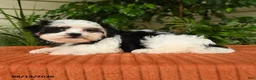 Malshi dogs for sale: Megan - Ad 2