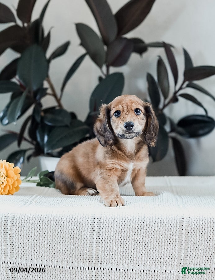 Miniature Dachshund dogs Broden - Ad 2