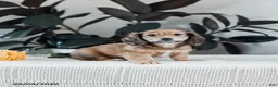 Miniature Dachshund dogs for sale: Broden - Ad 2