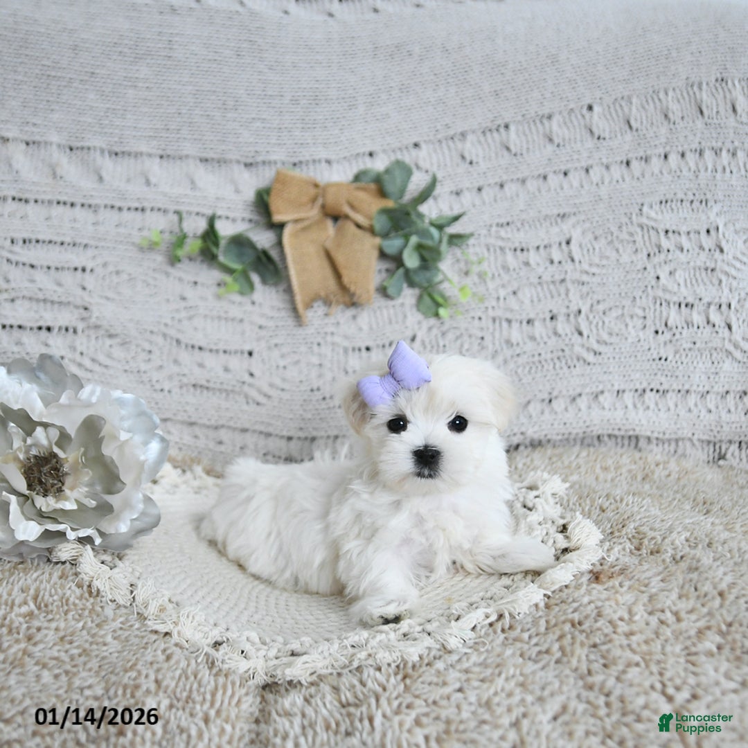 Maltese dogs for sale: Fairy EXTRA SMALL - Ad 4