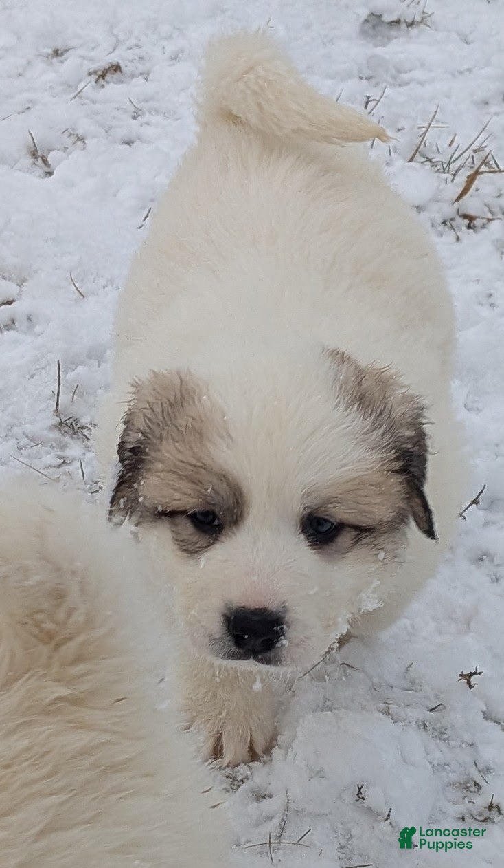 Great Pyrenees dogs George - Ad 24