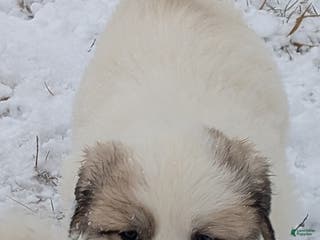 Great Pyrenees dogs George - Ad 24