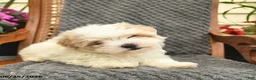 Maltipoo dogs for sale: Molly  - Ad 3